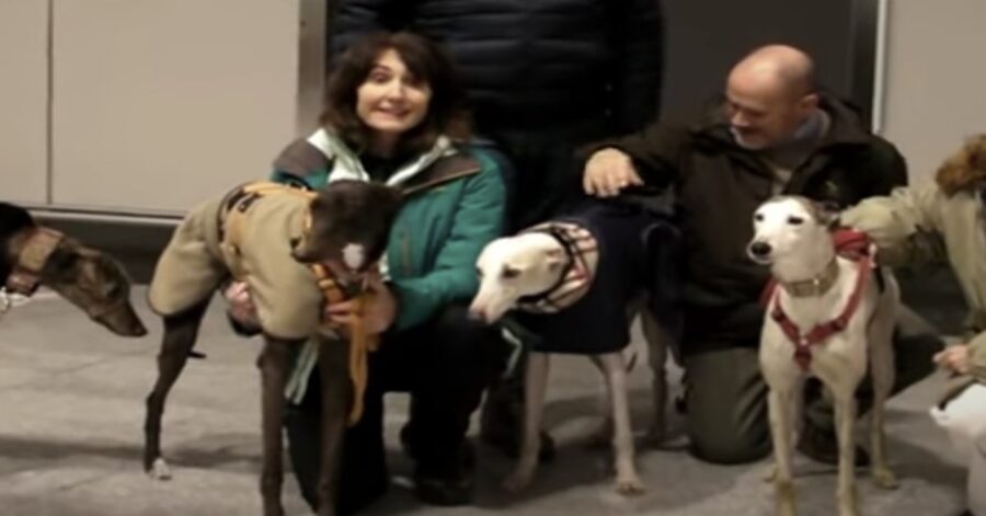 foto di gruppo con levrieri arrivati dalla Cina