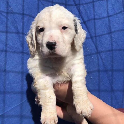 Questo adorabile cucciolo cerca casa, aiutiamolo a trovare una famiglia