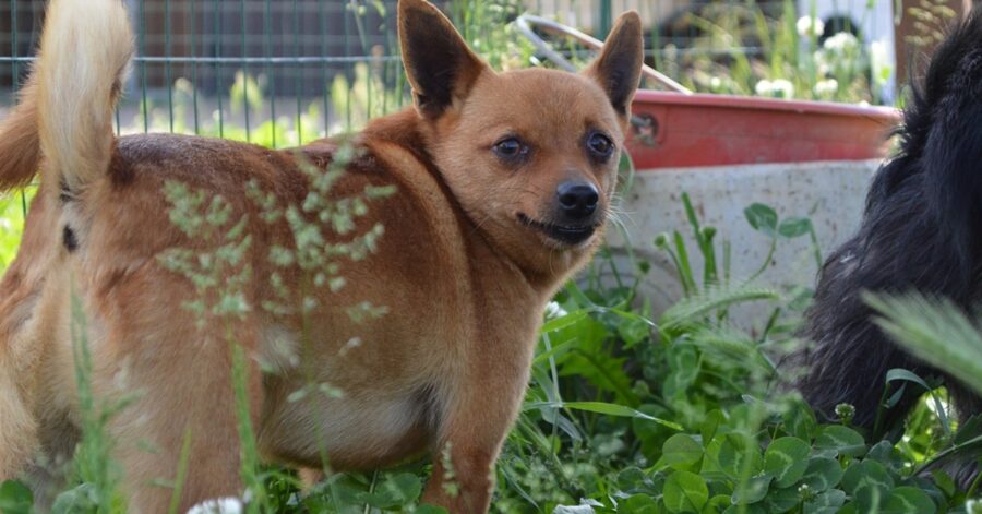 cane che fa una passeggiata