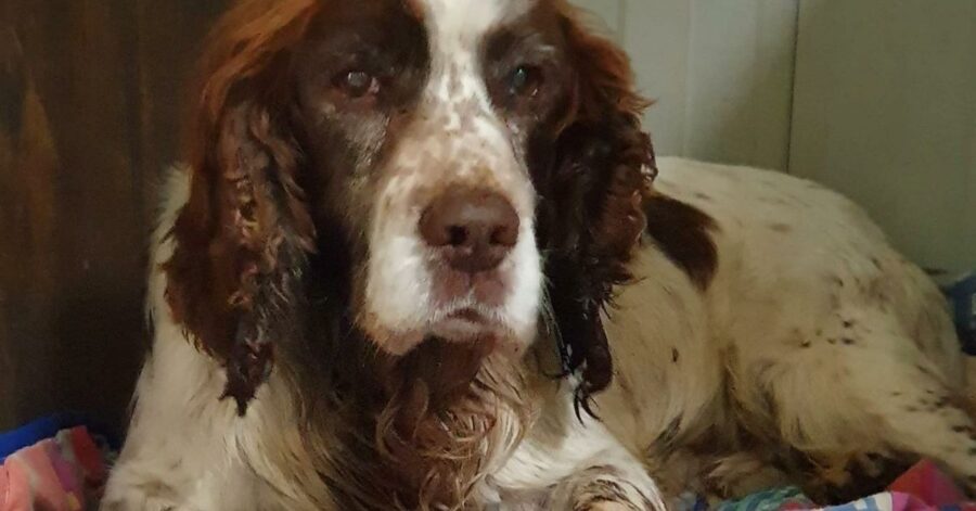 cane sul letto