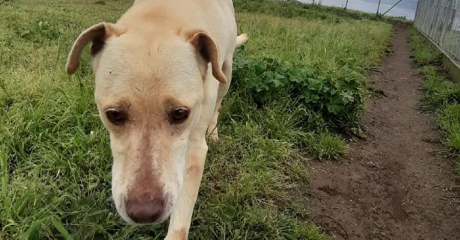 cane dal pelo chiaro