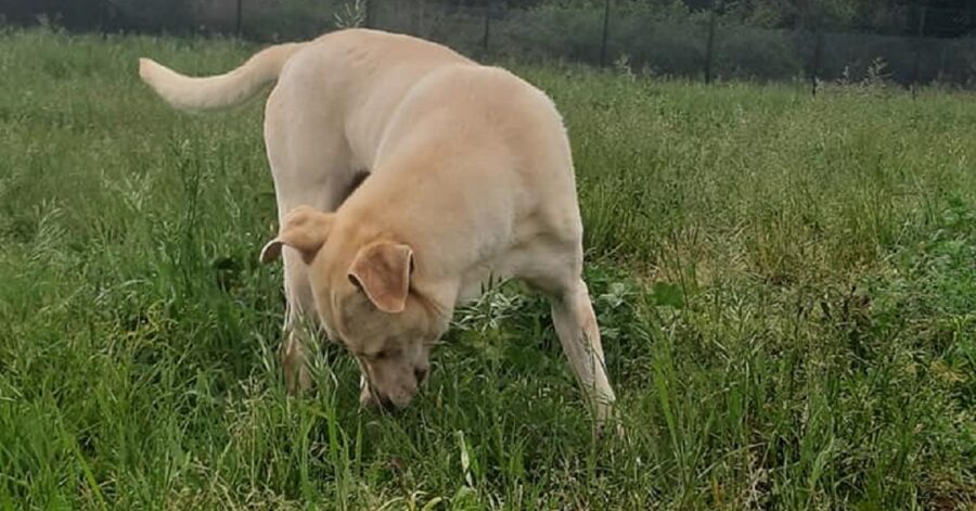 cagnolino che annusa l'erba