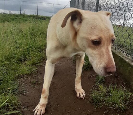 Sandokan: aiutiamo questa meraviglia di cane a trovare una famiglia