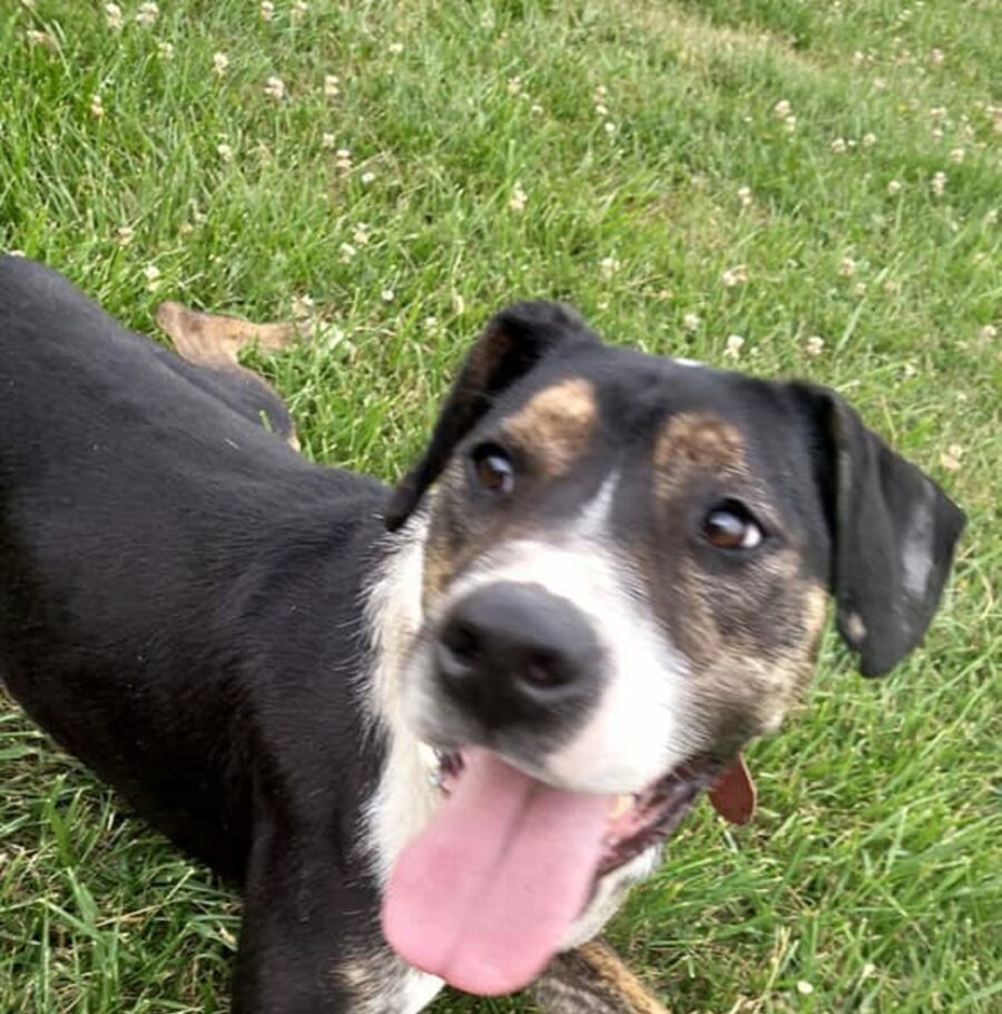 cagnolina sfortunata 