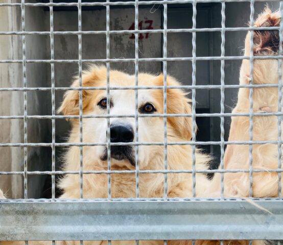 Teddy: dopo 5 anni persi all’interno di un canile cerca una famiglia