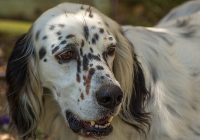 Toby: il setter caduto in una buca di 25 metri e salvato dai pompieri