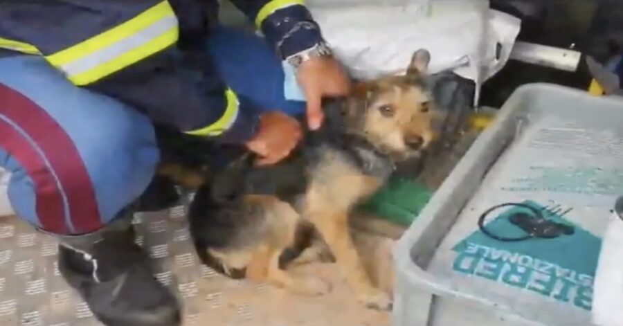 cane salvato dai poliziotti e restituito ai proprietari