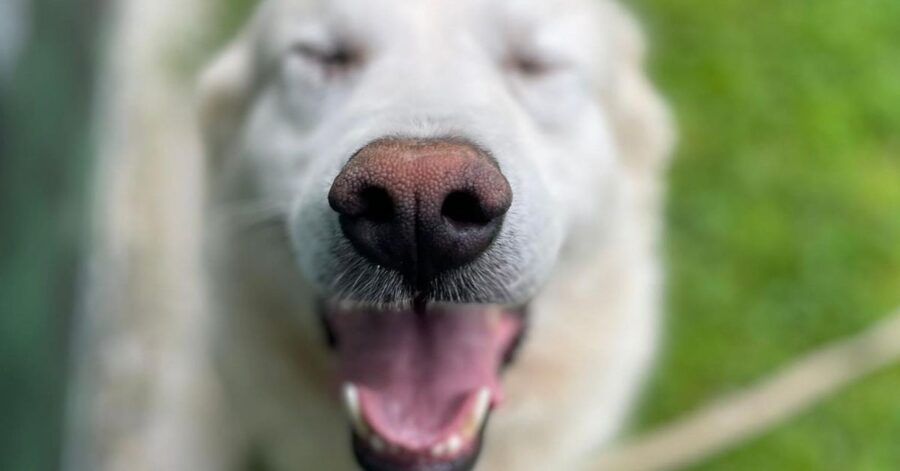 cane con un'espressione buffa