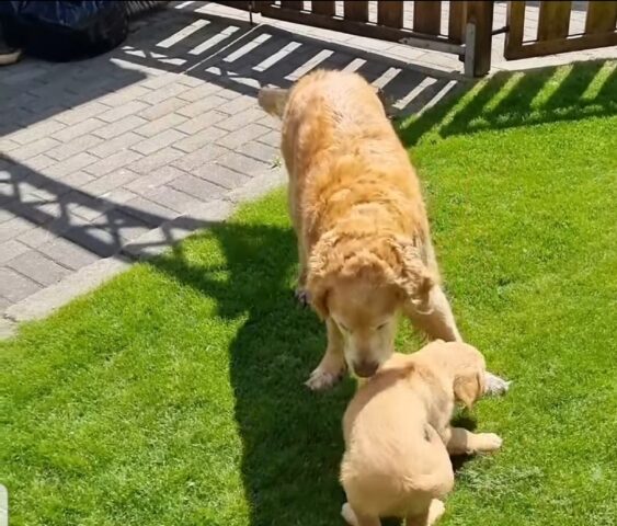 Un cane incontra per la prima volta un nuovo cucciolo quando il proprietario lo porta a casa (VIDEO)
