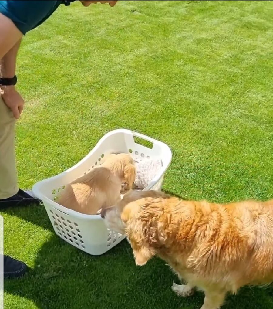 primo incontro tra cane e cucciolo