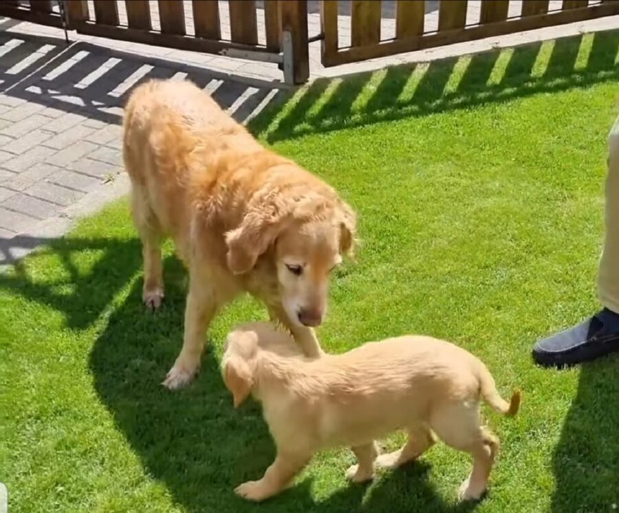 incontro tra cucciolo e cane 