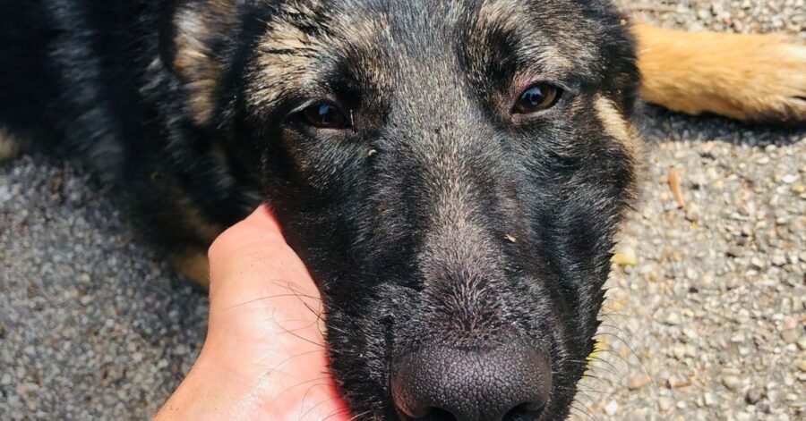 cagnolina che si fa coccolare