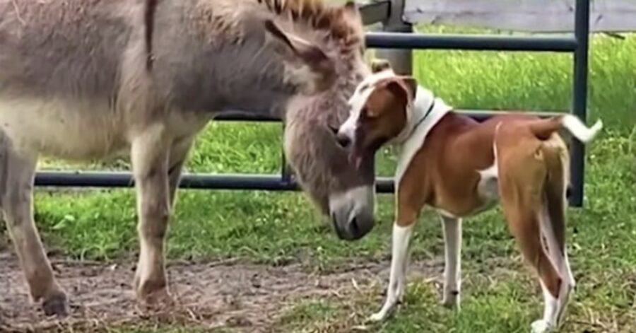 cane e asino si fanno le coccole