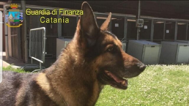 Zaro, il cane antidroga di Catania si prepara ad andare in pensione