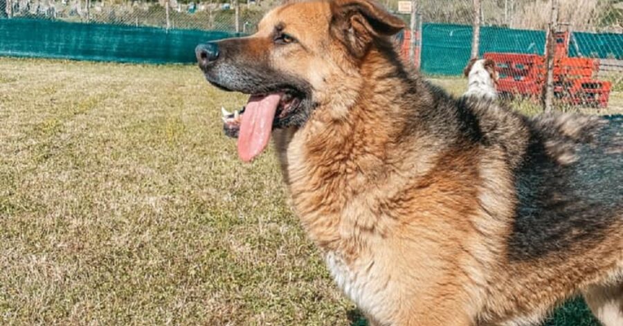 cane con la lingua di fuori