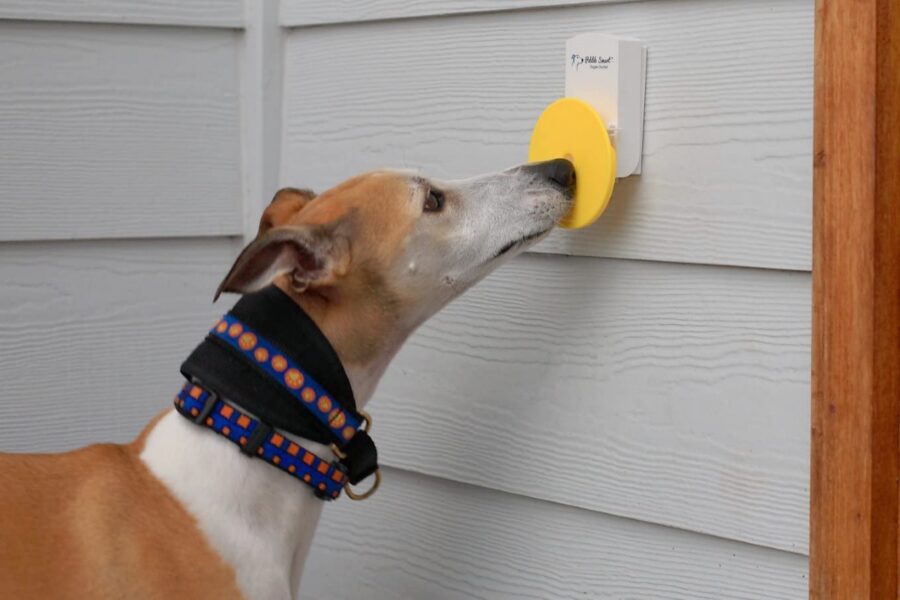 campanello per cane