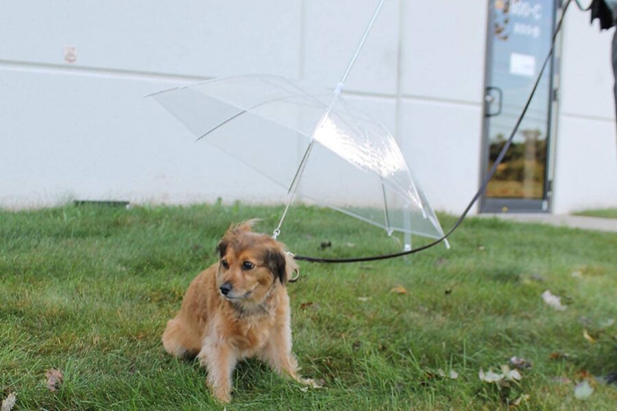 ombrello per cane