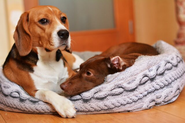 5 accessori per il cane che non conoscevi e di cui non potrai più fare a meno