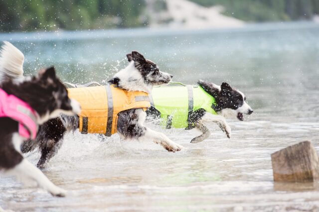 5 accessori smart per cani che ti renderanno un padrone davvero intelligente