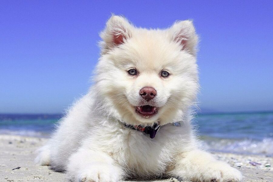 cane al mare