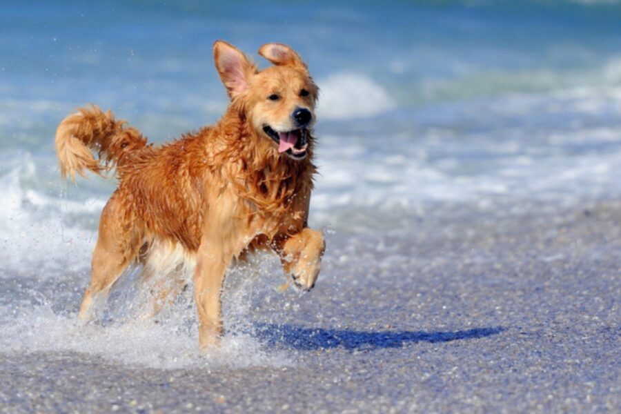 cane corre nell'acqua del mare