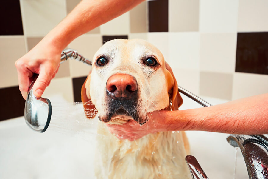 bagno al cane