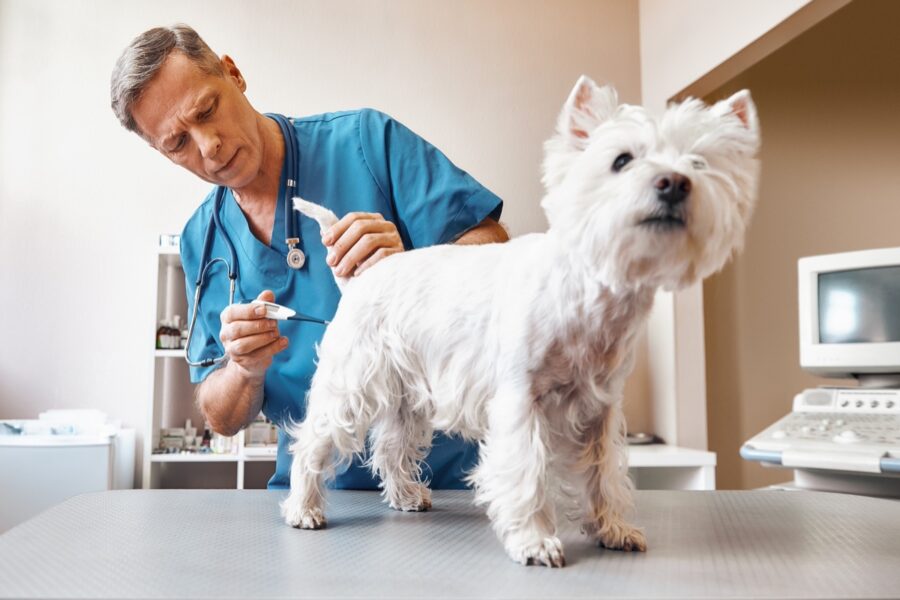 cane dal veterinario