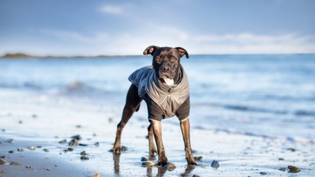 L’acqua di mare fa bene al pelo dei cani oppure no?