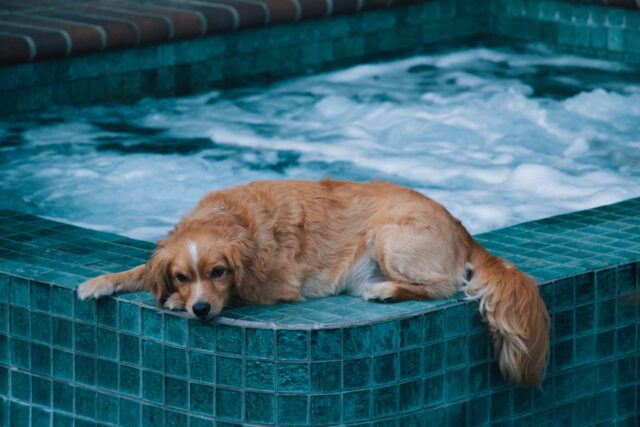 L’acqua di mare fa bene alla pelle dei cani