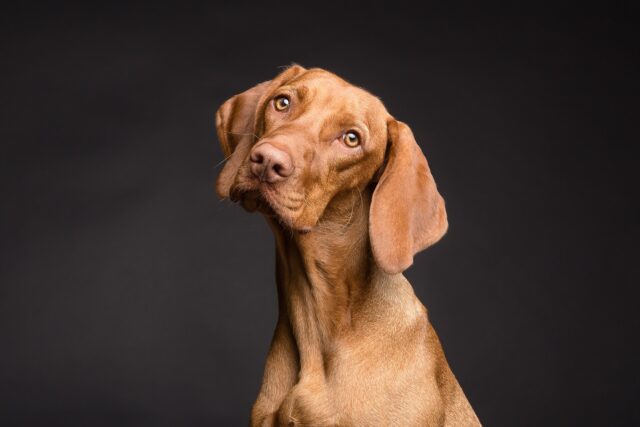 Come si addestra un cane testardo, che non ascolta?