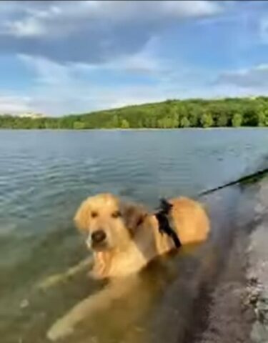 Adorabile cane impara a nuotare per la prima volta (VIDEO)