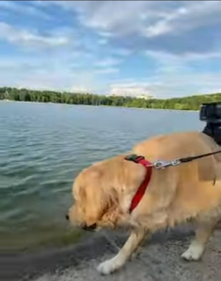 leo sulla spiaggia 