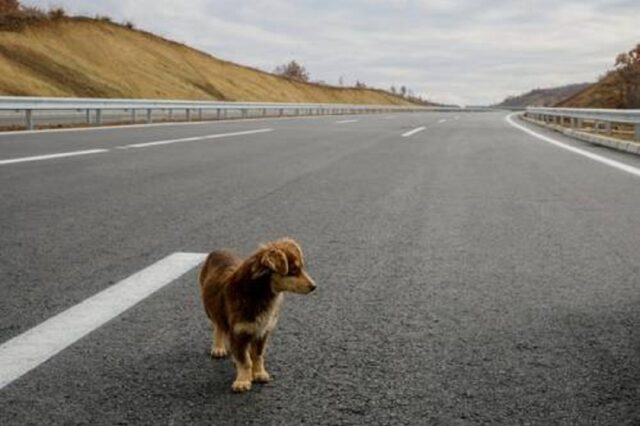 Adorabile meticcio investito sulla tangenziale, la sua storia a lieto fine