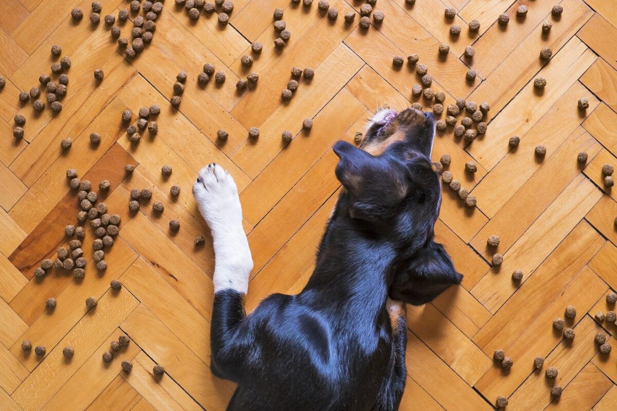 cane mangia da terra