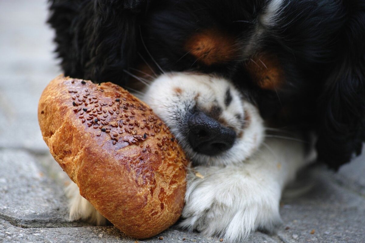 cane mangia un panino