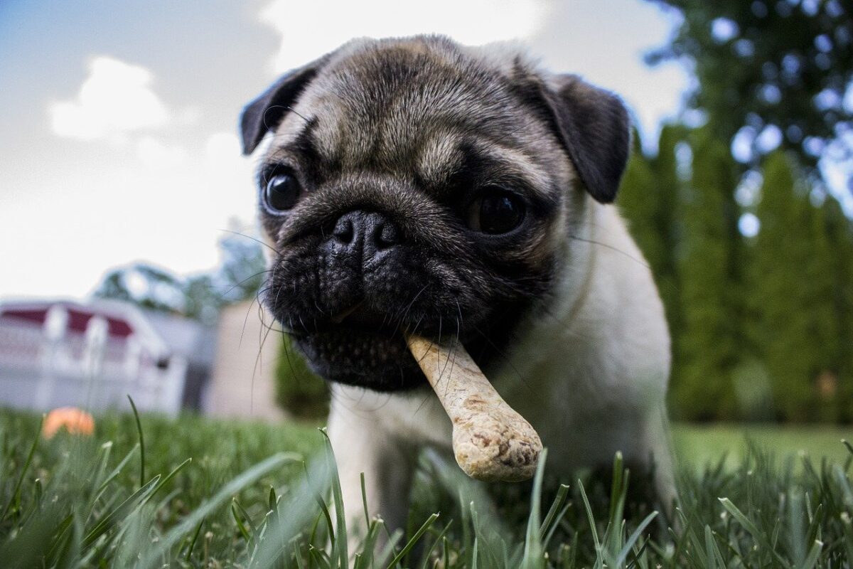 cane con osso