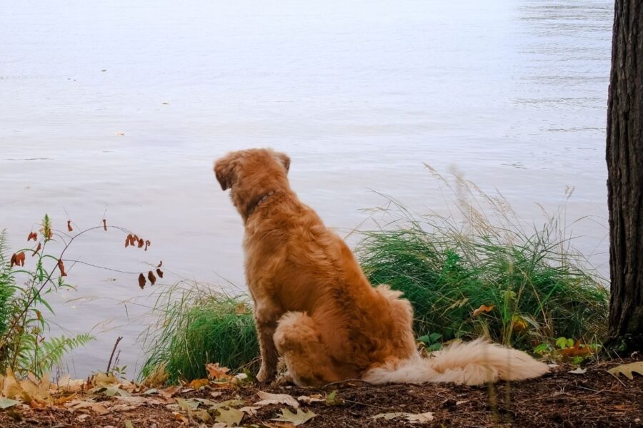 Cane che guarda verso un lago