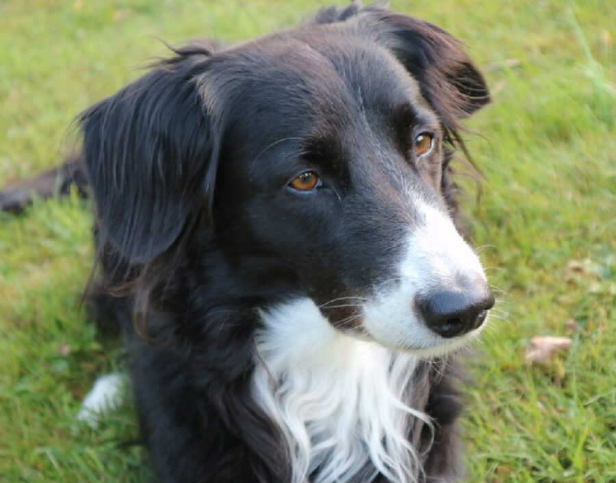 cane border collie sguardo certo