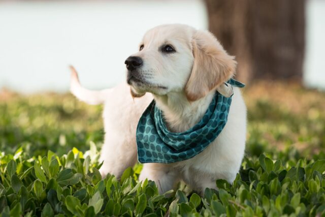 5 bandane per cani, per quadrupedi veramente ribelli e fuori dagli schemi