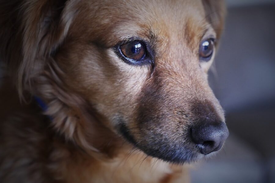 cane pelo chiaro sguardo triste