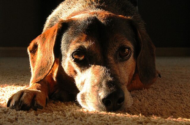 Brindisi, un cane si distende sulla tomba del proprietario, il gesto fa il giro della rete