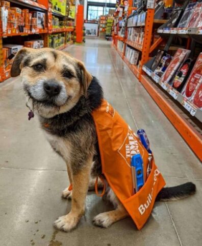 Cagnolina impaurita diventa l’impiegata più amata di un negozio