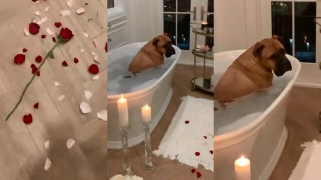 Cane amante delle sorprese: crede che il regalo di San Valentino sia per lui