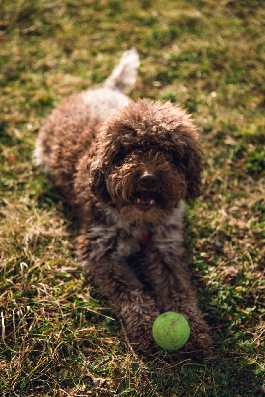 cane lagotto