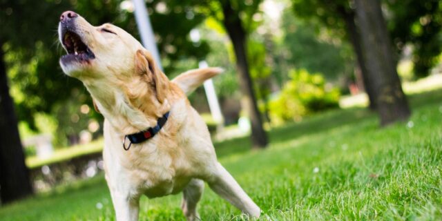 Cane abbaia troppo in campeggio, ecco come rimediare