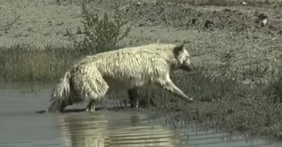 cane abbandonato salvato dai volontari