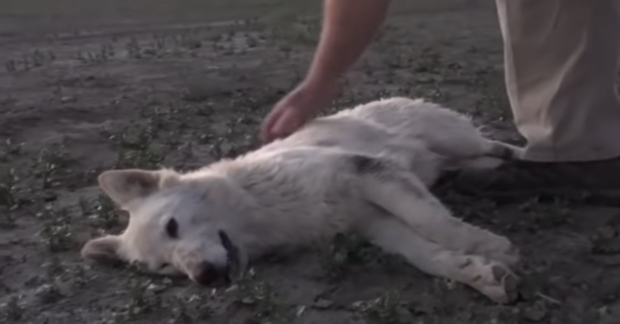 cagnolina addormentata con dei tranquillanti