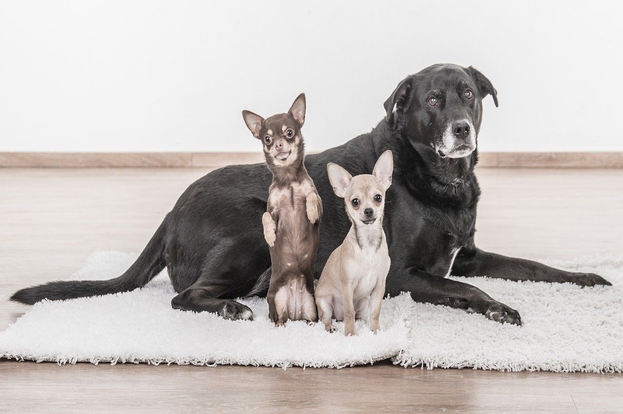 mamma-cane con i cucciolini