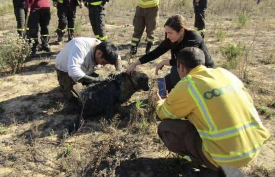 Soccorso cane ferito