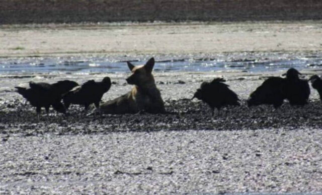 Cane spaventato rimane bloccato nel fango con decine di avvoltoi attorno